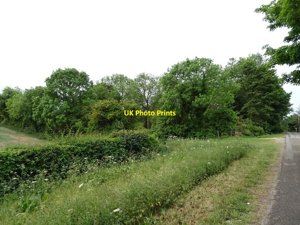 Photo 6"x4" Woodland near Manor Farm Fordington c2020