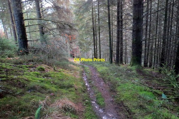 Photo 6"x4" Llwybr ceffyl Cwmgorlech \/ Cwmgorlech bridleway Abergorlech c2020