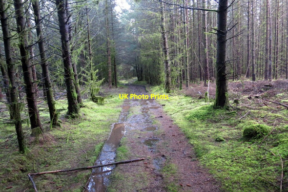 Photo 6"x4" Llwybr ceffyl Llywele \/ Llywele bridleway Rhydcymerau c2020