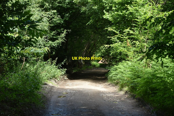 Photo 6"x4" Bridleway in the woods Heathfield\/TQ5821 c2020