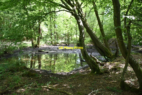 Photo 6"x4" Woodland pond Heathfield\/TQ5821 c2020