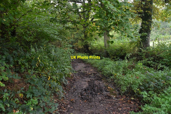 Photo 6"x4" Muddy bridleway Birchden c2019
