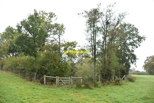 Photo 6"x4" Wooded pond Birchden c2019