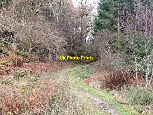 Photo 6"x4" Mountain bike trail at Achnabreck Lochgilphead c2020