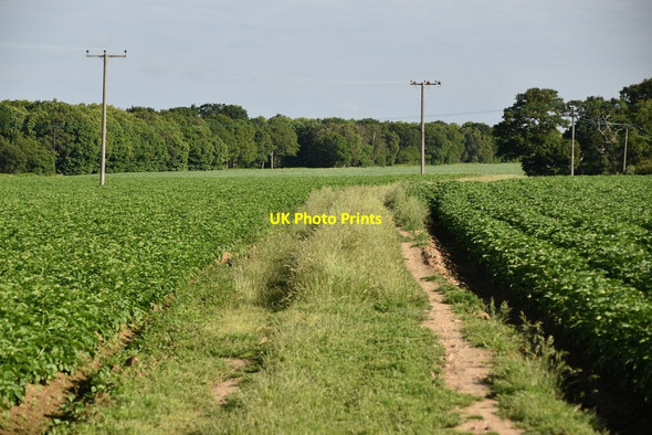 Photo 6"x4" Bridleway to Cutler's Wood The Woodlands\/TM1637 c2019
