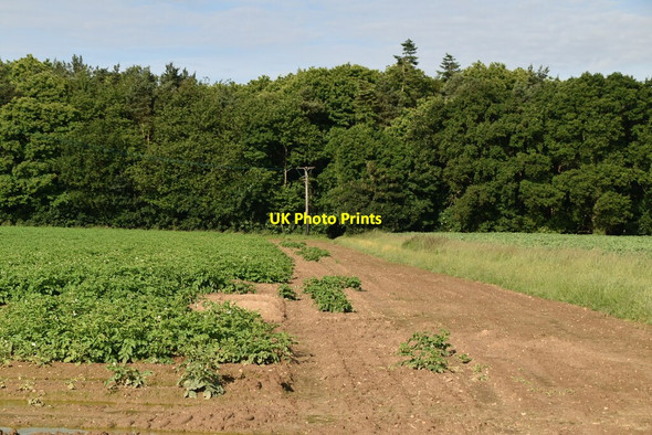 Photo 6"x4" Bridleway to Great Birch Wood Freston c2019