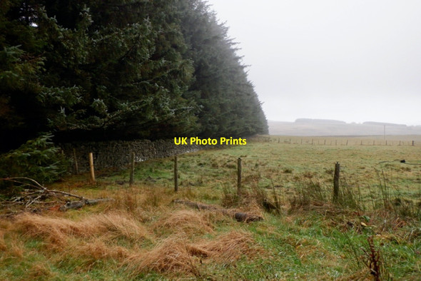 Photo 6"x4" Woodland edge, Scoured Rig Blythe c2020