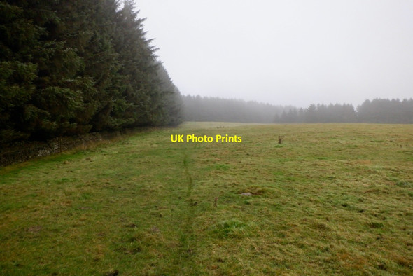 Photo 6"x4" Woodland edge, Scoured Rig Blythe c2020