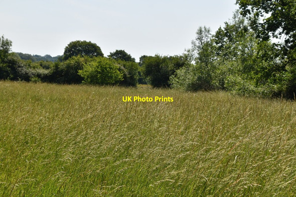 Photo 6"x4" Meadow near Stockett's Manor Holland\/TQ4050 c2020