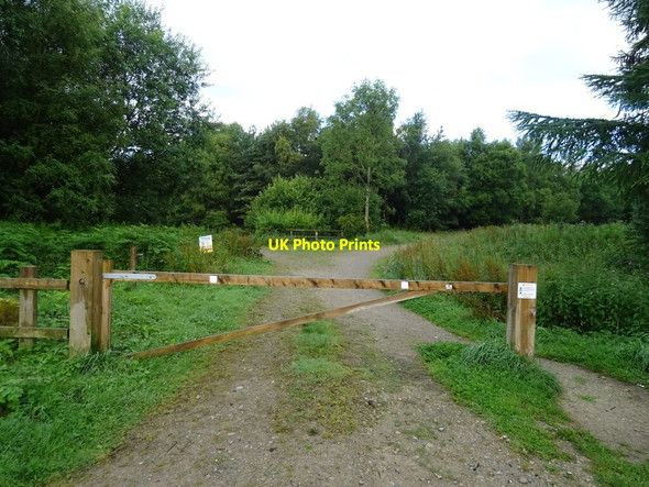 Photo 6"x4" Track (bridleway) into woodland, Wass Moor Wass c2020