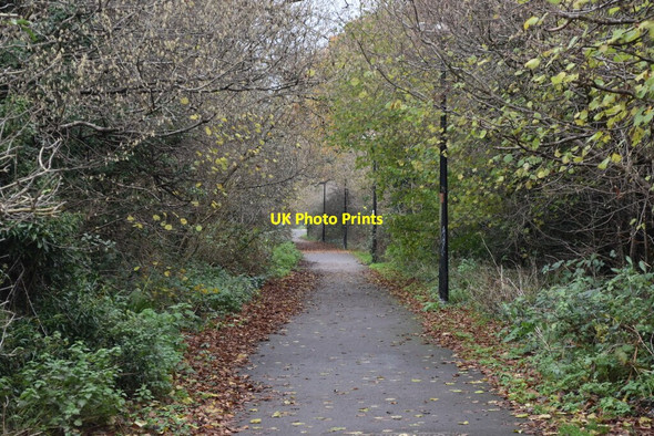 Photo 6"x4" Tree-lined byway Salisbury c2020