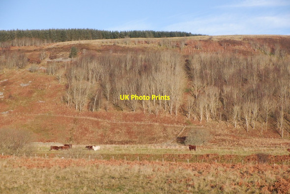 Photo 6"x4" Cattle below Crichness Bothwell Water c2020