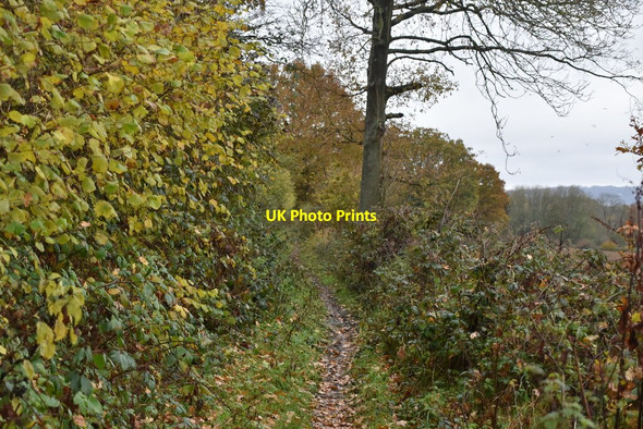 Photo 6"x4" Bridleway, Red Grove Sevenoaks c2019