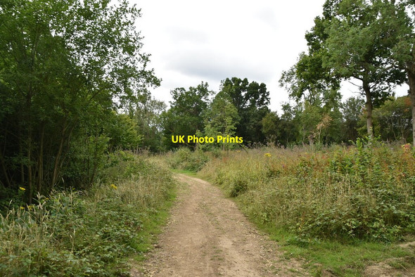 Photo 6"x4" Bridleway, Dairy Wood Dormansland c2020 P1