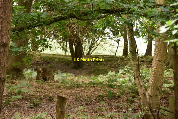 Photo 6"x4" Dry Hill Fort Hammerwood c2020