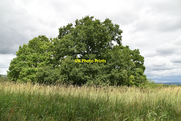 Photo 6"x4" Wooded pond Cowden\/TQ4640 c2020