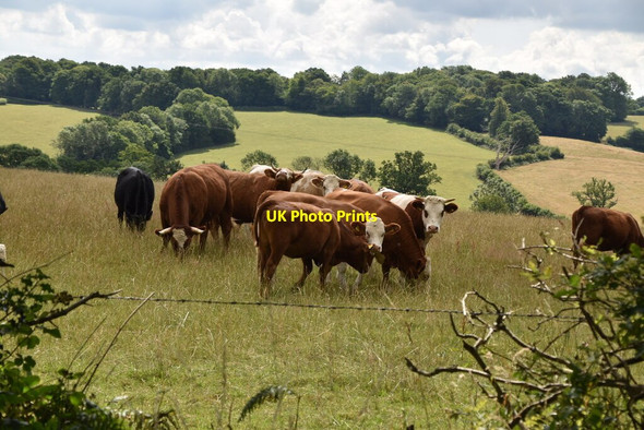 Photo 6"x4" Cattle by The Vanguard Way Hammerwood c2020