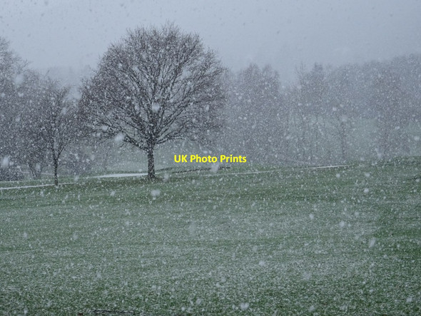 Photo 6"x4" Tree on Worcestershire Golf Club course Upper Wyche c2021