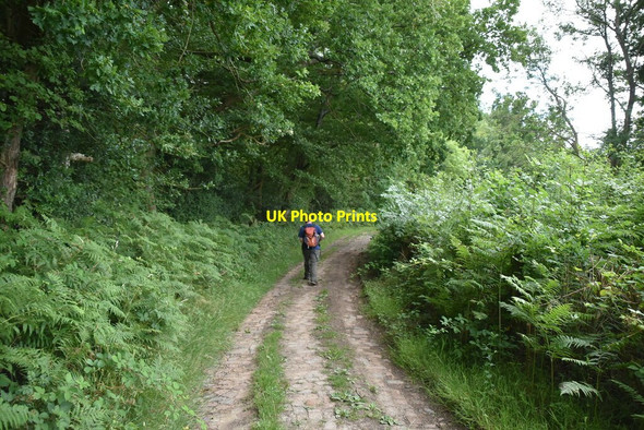 Photo 6"x4" Bridleway passing Holden Wood Hammerwood c2020