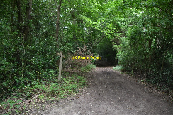 Photo 6"x4" Bridleway, Bushy Shaw Hammerwood c2020