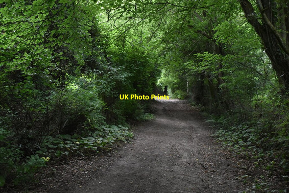 Photo 6"x4" Bridleway, Bushy Shaw Hammerwood c2020 P1