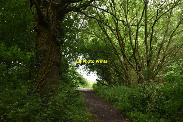 Photo 6"x4" Bridleway, High Beeches Plaxtol c2020