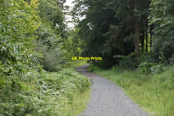 Photo 6"x4" Bridleway, Frith Wood Bedgebury Cross c2020