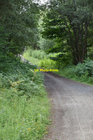 Photo 6"x4" Bridleway, Frith Wood Bedgebury Cross c2020 P1