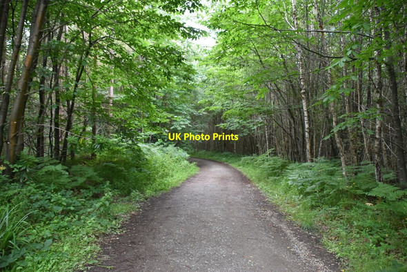 Photo 6"x4" Bridleway, Frith Wood Gill's Green c2020