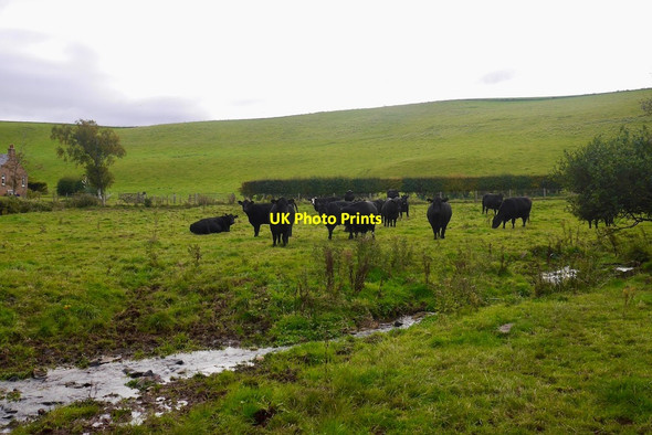 Photo 6"x4" Aberdeen Angus cattle, Halls Spott\/NT6775 c2020