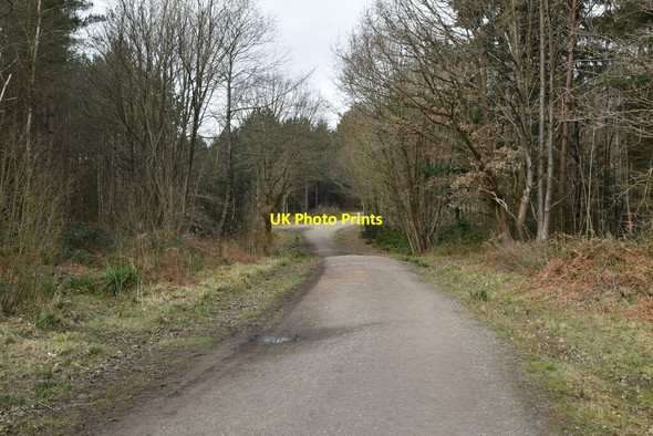 Photo 6"x4" Bridleway, Hemsted Forest Goddard's Green\/TQ8134 c2020 P1