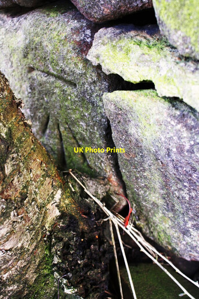 Photo 6"x4" Benchmark on wall on SE side of road SE of Tarn Wood Nunclose c2020