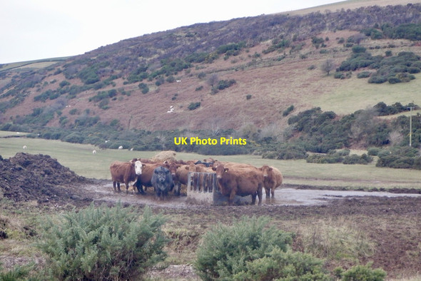Photo 6"x4" Cattle and ring feeder, Stottencleugh Oldhamstocks c2020
