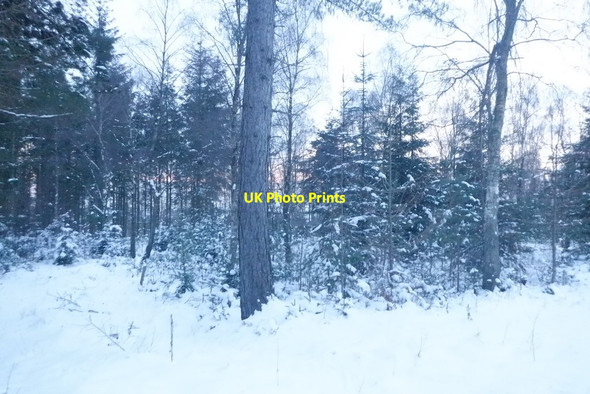 Photo 6"x4" Saltoun Big Wood at sunset West Saltoun c2021 P1