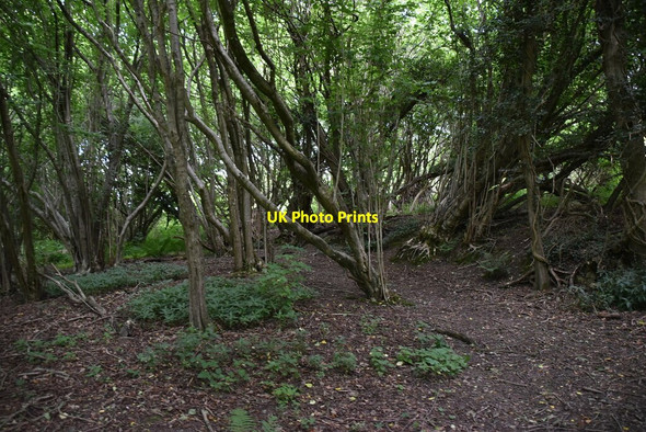 Photo 6"x4" Course of Roman Road Holtye c2020