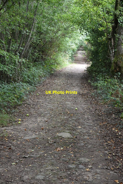 Photo 6"x4" Woodland byway Crowborough\/TQ5130 c2020