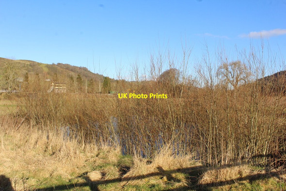 Photo 6"x4" Copse and pond beside Corwen Station Corwen c2021