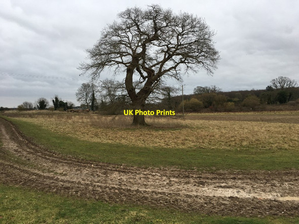 Photo 6"x4" Lone tree by Oakley cricket ground Church Oakley c2021