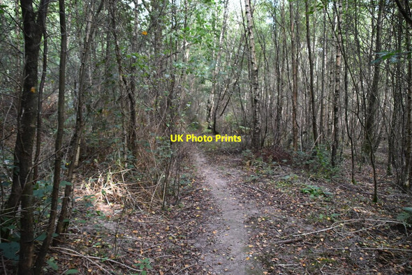 Photo 6"x4" Bridleway, Hoth Wood Heathfield\/TQ5630 c2020