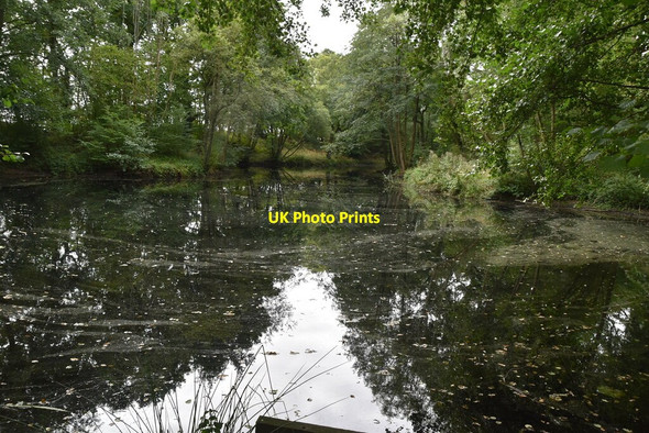 Photo 6"x4" Pond in Blackpit Wood Heathfield\/TQ5630 c2020