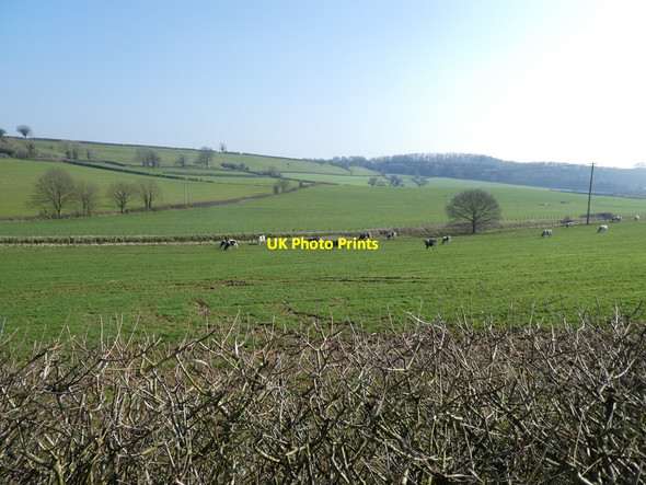 Photo 6"x4" Grazing cattle, below Oborne Hill Oborne c2021