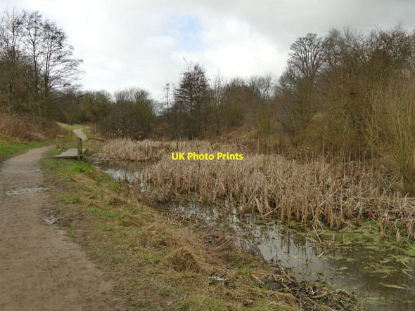 Photo 6"x4" Marshy pond with bulrushes in Halton Deans Cross Gates\/SE3534 c2021