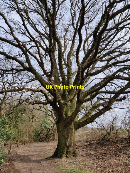 Photo 6"x4" Oak tree along the bridleway Stourbridge c2021