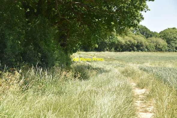 Photo 6"x4" Bridleway near Sessingham Farm Arlington\/TQ5407 c2020