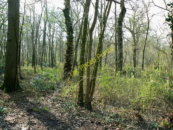 Photo 6"x4" Battlelake Plantation Green Hill\/SU0686 c2009
