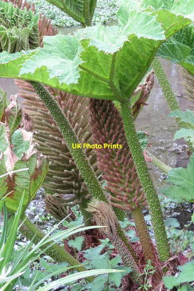Photo 6"x4" Gunnera, Menagerie Ponds Colton\/SE3632 c2020