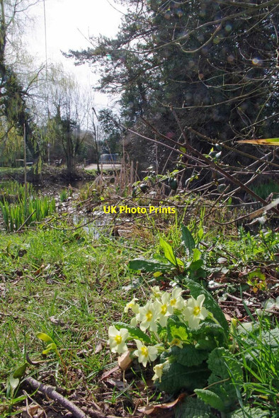 Photo 6"x4" Primroses by Chrishall Pond Broad Green\/TL4439 c2021