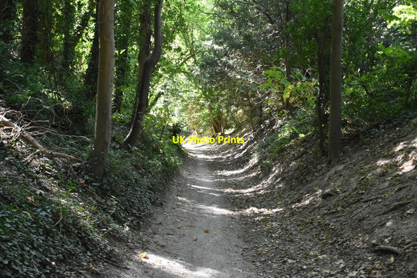 Photo 6"x4" Sunken byway Blue Bell Hill c2020