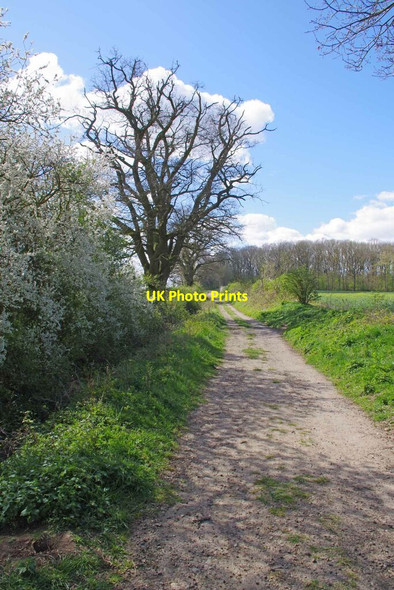 Photo 6"x4" Byway Near Thirty Acre Covert Bartlow c2021