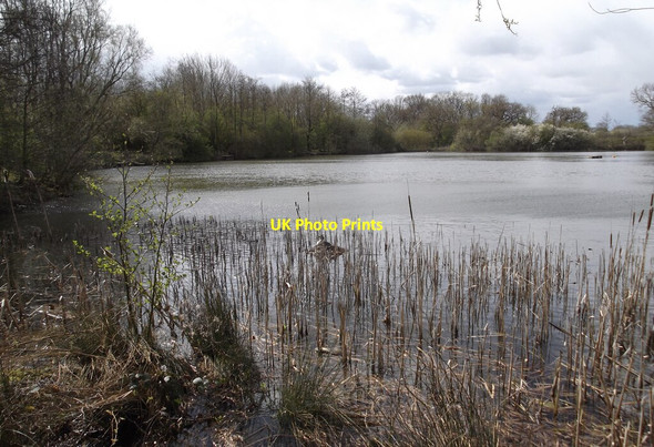 Photo 6"x4" Nesting Grebe, Eastrington Ponds Eastrington c2021